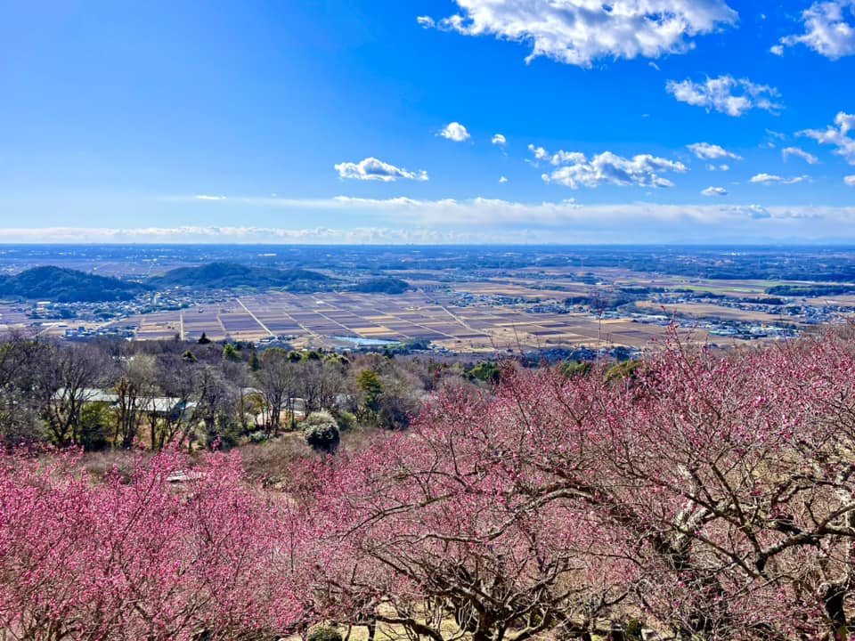 梅林から望む関東平野